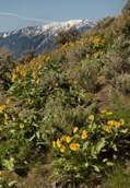 Image: spring balsam flowers on mountain side near Kelowna, BC