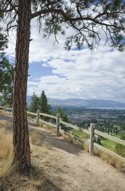 Image: gentle mountain hiking trail with Ponderosa pine tree.