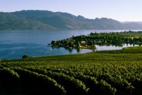 Image: Okanagan Lake with green vineyard in foreground.