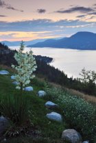 Image: Okanagan sunrise with mountains, lake and Yucca flowers.