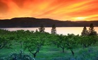 Image: orchard with Okanagan Lake, mountains & sunset sky.